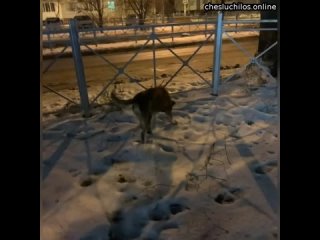 В Омске коммунальщики заживо закапали собаку, а местные жители спасли её  На одной из улиц меняли тр