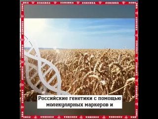 Российские ученые создали геномную пшеницу, которая изменит сельское хозяйство
