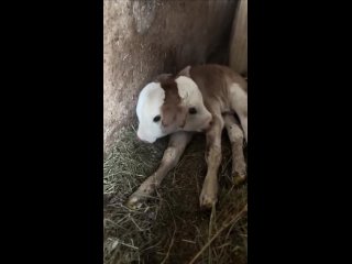 В Грузии родился двуглавый телёнок.   Вероятность такого рождения составляет где-то 1 на 400 миллионов.