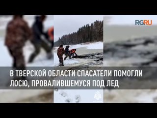 В Тверской области спасатели помогли лосю, провалившемуся под лед
