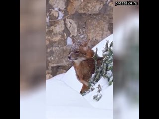 Шакал Рыжий из Московского зоопарка пробирается сквозь снега. В то же время столичные сугробы достиг