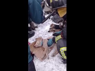 Пожарные спасли собаку, кошку и их хозяйку.