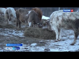 Зимовка скота в Шебалинском районе проходит в штатном режиме