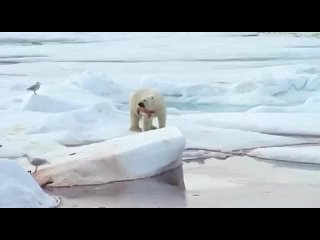 Белый медведь радостно играет с оторванным пенисом нарвала