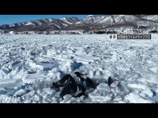 12 косаток попали в ледовую западню у японского острова Хоккайдо