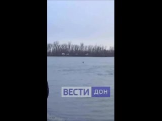 В Ростове олень приплыл на берег Кизитеринки, отдохнул и продолжил заплыв