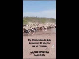 Счастливые животные бегут навстречу водам реки, которая возродилась после 15 лет засухи в Мендосе, Аргентина