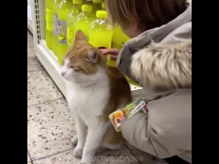 Доброта к бездомным кошкам от хороших людей