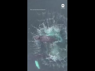 Загадочную спираль в океане сняли на видео: ее создали киты