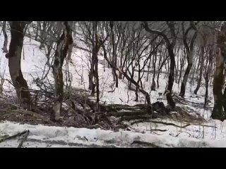 Ураганный ветер сегодня в Железноводске повалил более 20 деревьев