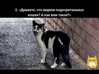 😂12 забавных котиков, которые ведут себя странным образом