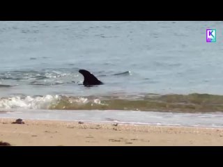 Дельфины у керченского берега