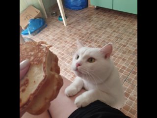 В городе Екатеринбурге кот Беляш не смог получить свой бутерброд.