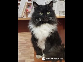 Katze Strogino