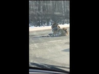 На границе Приморья тигр лег прямо посреди дороги. Хищника заметили на дороге Лермонтовка – Бикин посреди проезжей части.