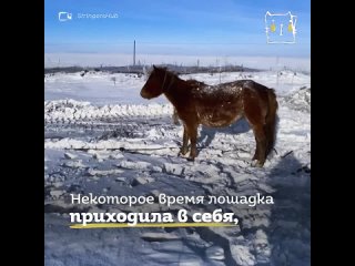 Спасли замерзавшую в снегу беременную лошадь