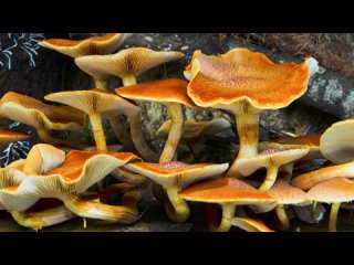 Царство грибов: паутина жизни / Fungi: The Web of Life (2023) WEB-DLRip 1080p | P