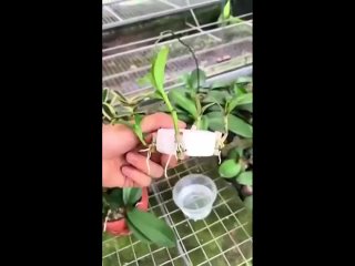 Укореняем орхидею