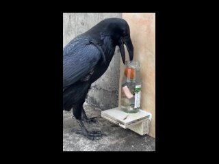 Вороны обладают высоким уровнем интеллекта и демонстрируют сложное поведение, подобное тому, что можно наблюдать у... (видео)