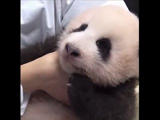 Baby panda being weighed