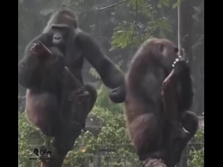 Забавное видео, на котором запечатлены две обезьяны, одна из которых обиделась, а вторая — пытается попросить прощения