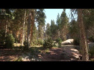 Виртуальная прогулка по лесу - Ультра-реалистичный краснодеревный лес на Unreal Engine 5
