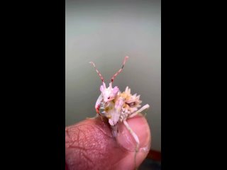 Колючий цветочный богомол