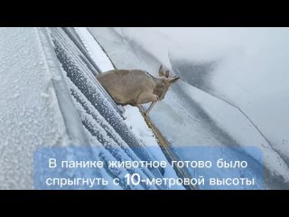 На ГЭС вытащили косулю.mp4