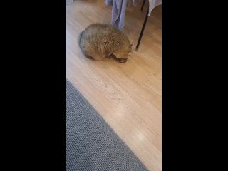 Видео от Лапусик*РУ - шотландские и британские кошки