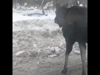 Видео от Типичный Королев