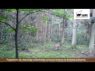Видео от Волки в дикой природе