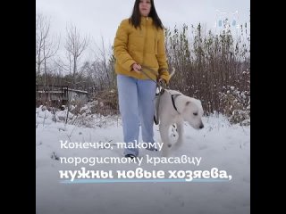 Свалявшийся пес Киса ищет дом (720p).mp4