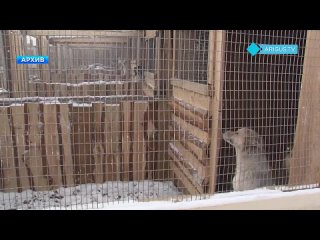 Жителей Улан-Удэ призвали взять бездомных животных из приюта