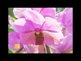 • Орхидея Ванда 万代兰 [wàndài lán] «ВаньДай Лань», что означает: вечная орхидея • 🌺👍🏻