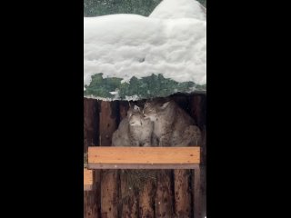 Романтичная зима в Московском зоопарке