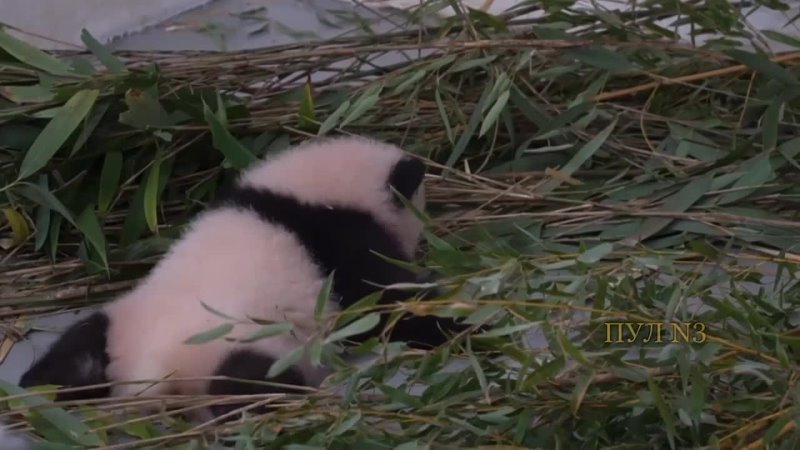 Se lever et marcher : Un petit panda du zoo de Moscou apprend à se mettre à quatre pattes et à faire ses