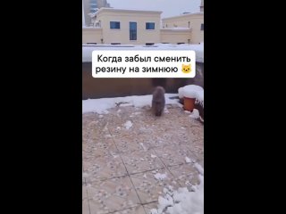 Котик с пробуксовкой