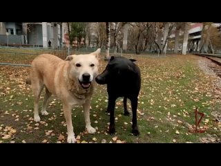 Позывной «Батон». Дворовый пёс, нашедший приют у росгвардейцев, помогает им нести службу в районе проведения спецоперации