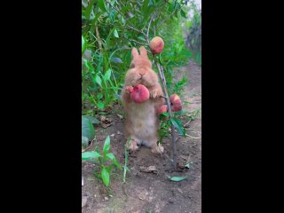 Little rabbit eating peaches🍑🍑.mp4