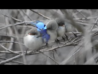 Splendid fairy wrens of Bedfordale Western