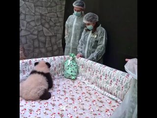 The panda Dindin cub from the Moscow Zoo was named Katyusha