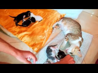 Оглядываясь назад, когда спасенная мама-кошка благодарит меня за то, что я сменила постель ее новорожденным котятам