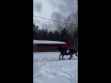 Видео от Частная конюшня "Лошади в лесу" | Егорьевск
