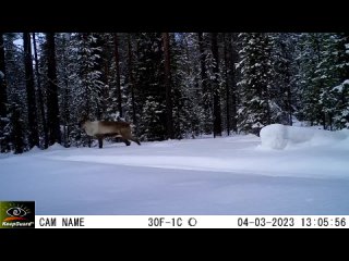 Лесной северный олень. Март 2023. Парк Паанаярви. Видео отдела охраны парка.(0).MP4
