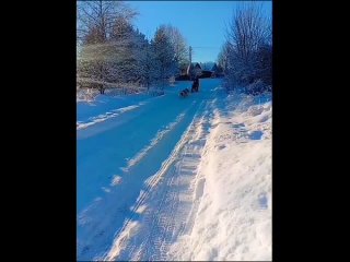 Видео от Питомник “Снежный Ангел“. Сиба, Хаски, Акита.