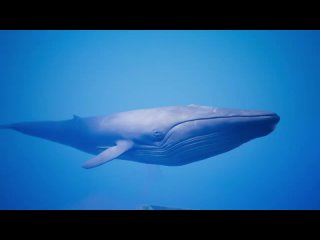Ocean Animals Mega Pack Trailer