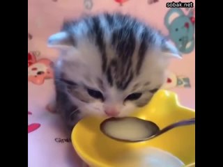 Обычно маленькие котята очень неаккуратно едят. Малютки ещё не знают, как правильно лакать и есть из