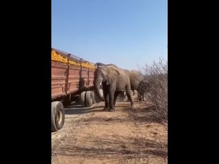 Elephants taking advantage of a broken truck transporting oranges