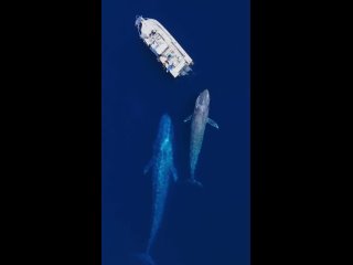 Мама и детеныши голубых китов подплыли к нашей лодке!
