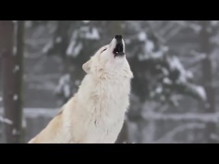 Как волки спасли крупнейшую экосистему мира